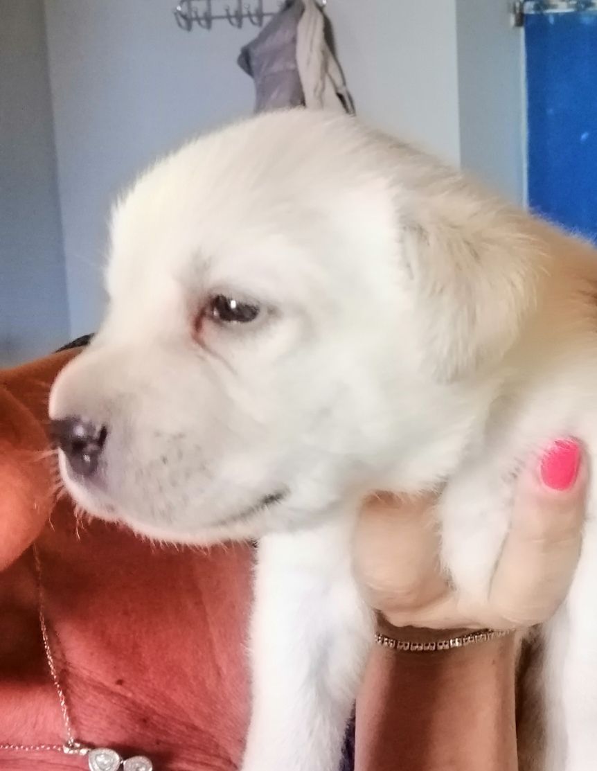 CUCCIOLI DI LABRADOR