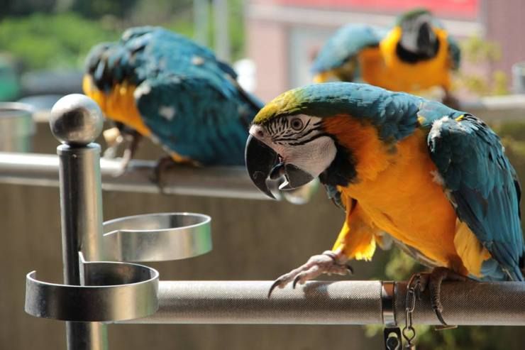 Pappagalli ara blu e oro in vendita