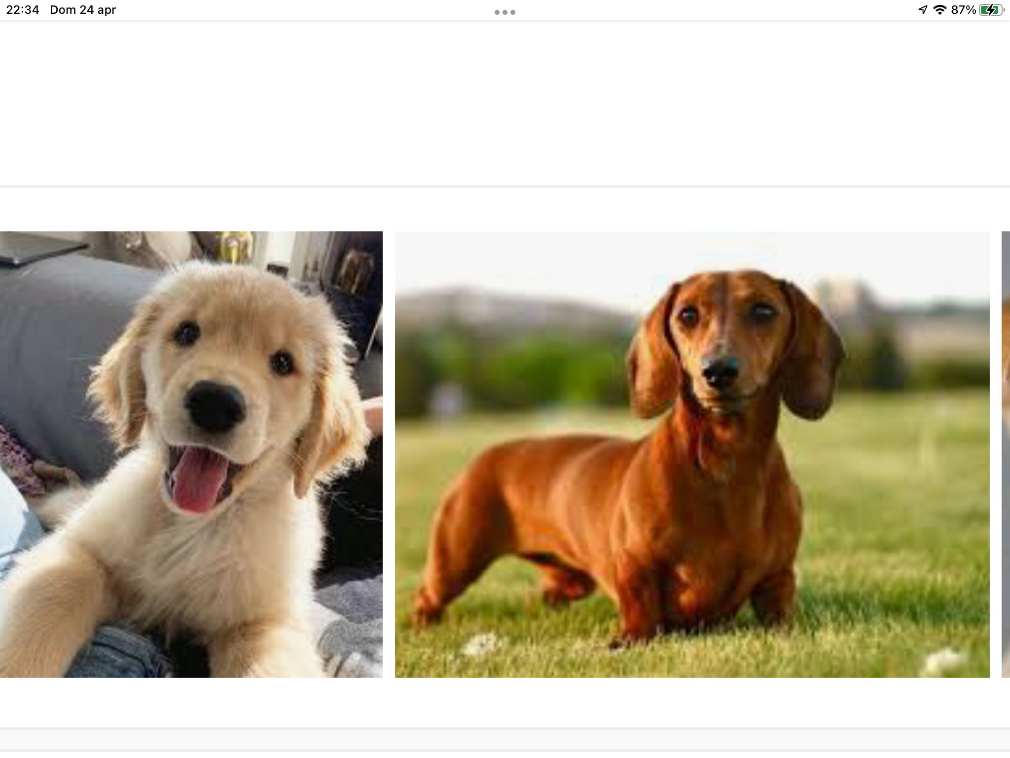 OFFRO SERVIZIO DI DOG SETTER +PENSIONE H24