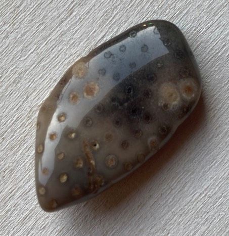 Pietra Burattata Palmwood ( 7840 )