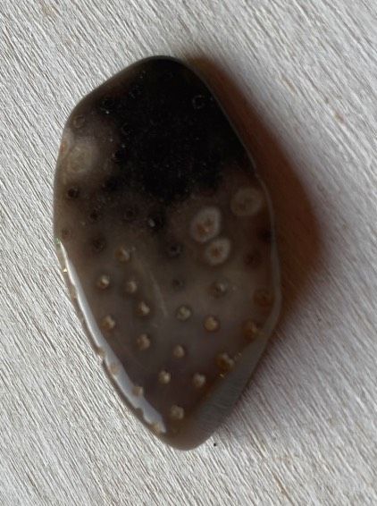 Pietra Burattata Palmwood ( 7840 )