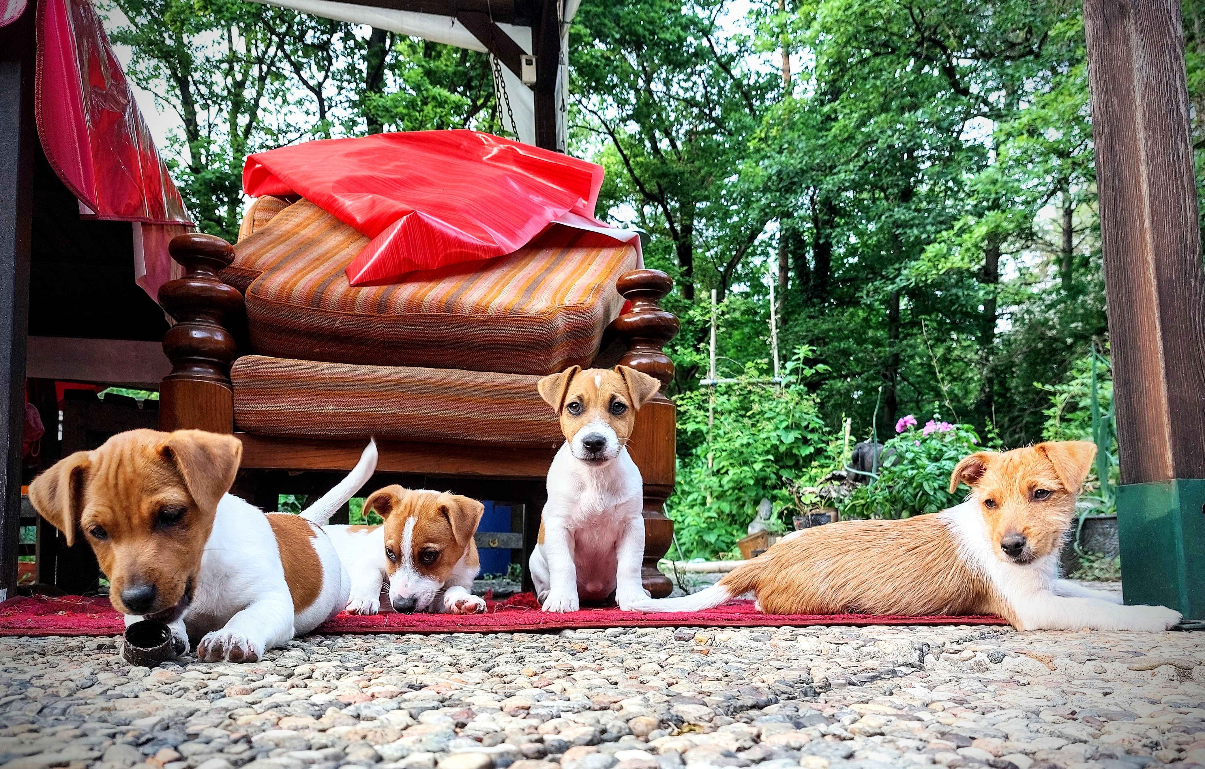 JACK RUSSELL TERRIER CUCCIOLI