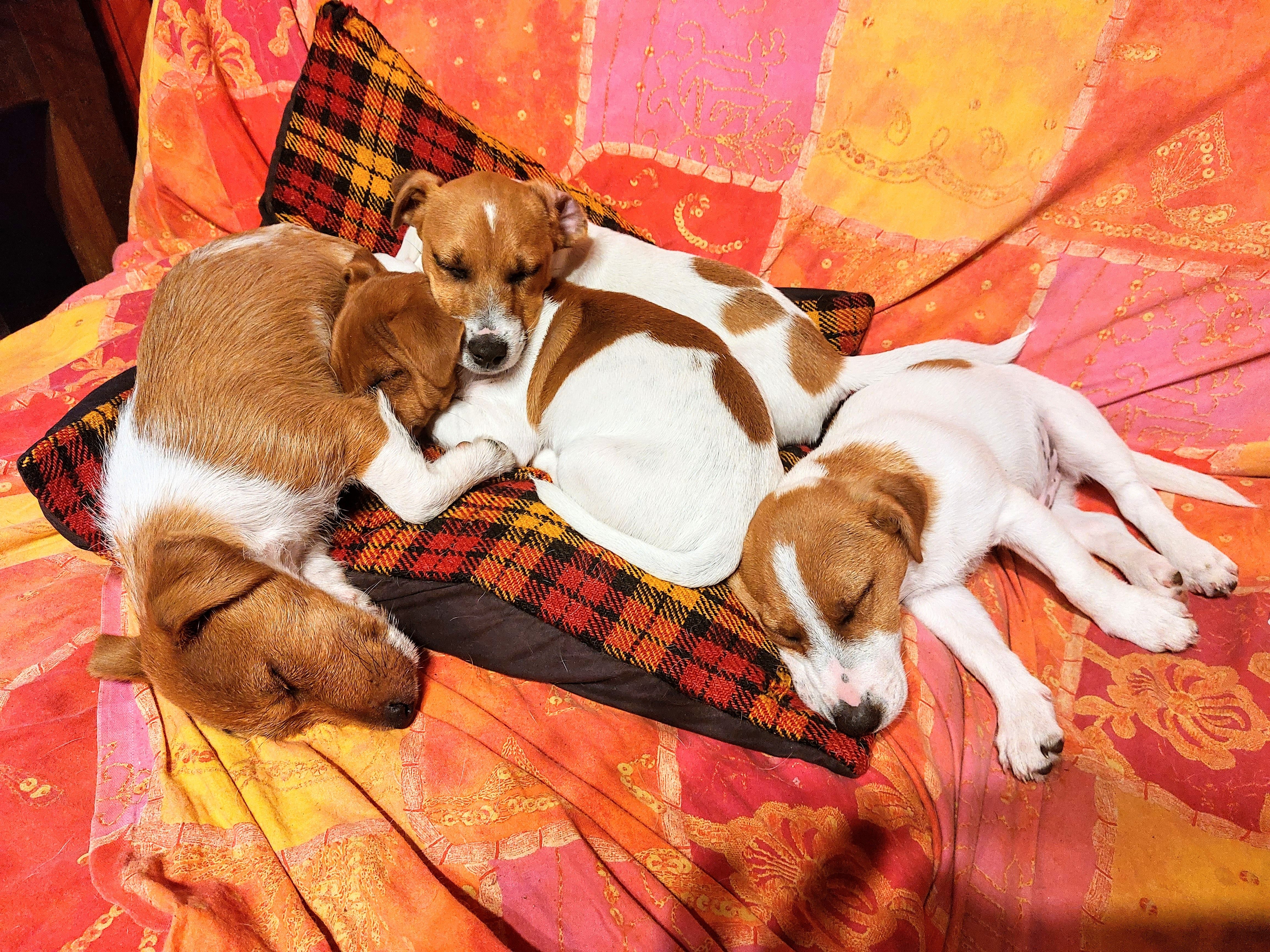 JACK RUSSELL TERRIER CUCCIOLI