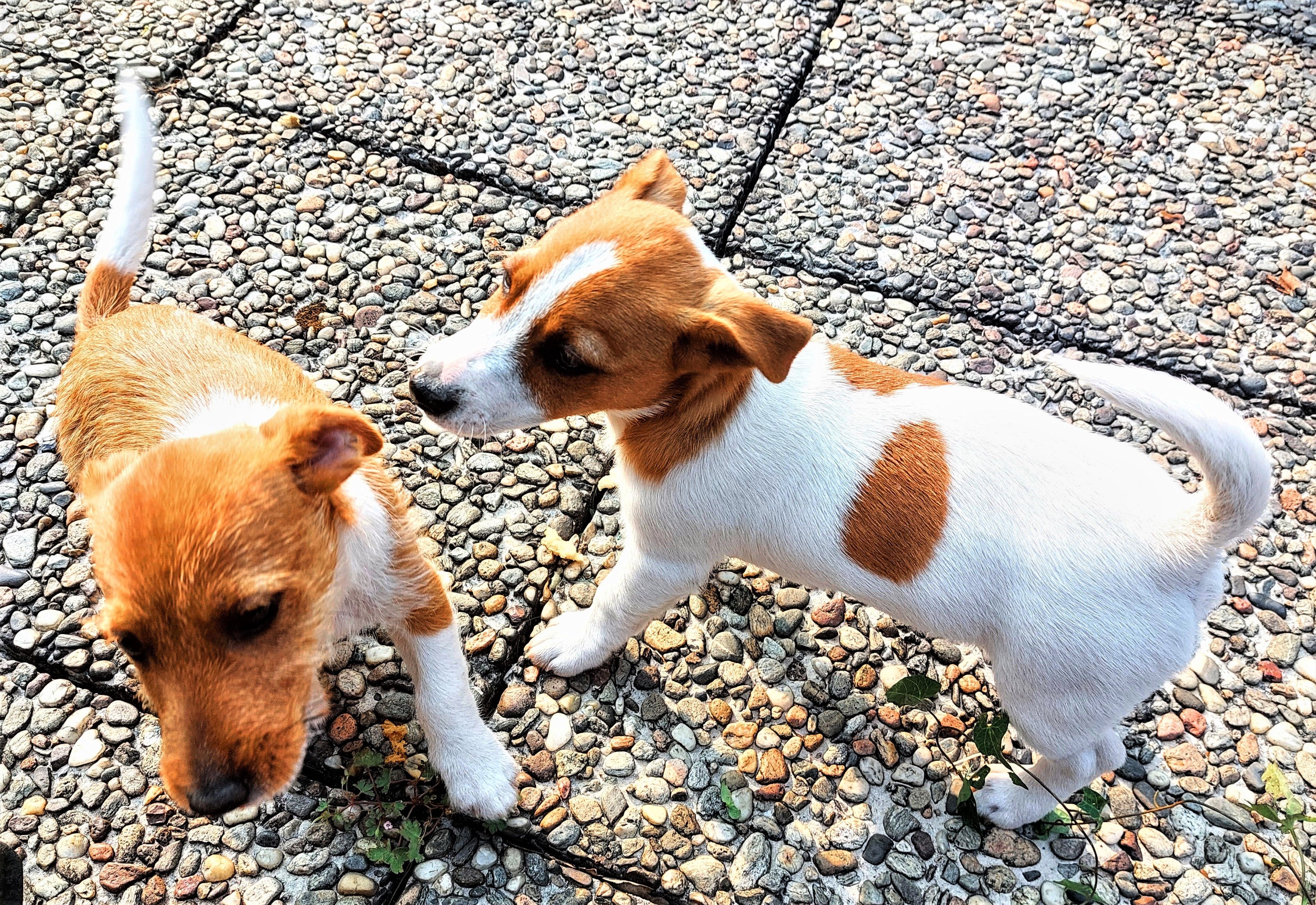 JACK RUSSELL TERRIER CUCCIOLI