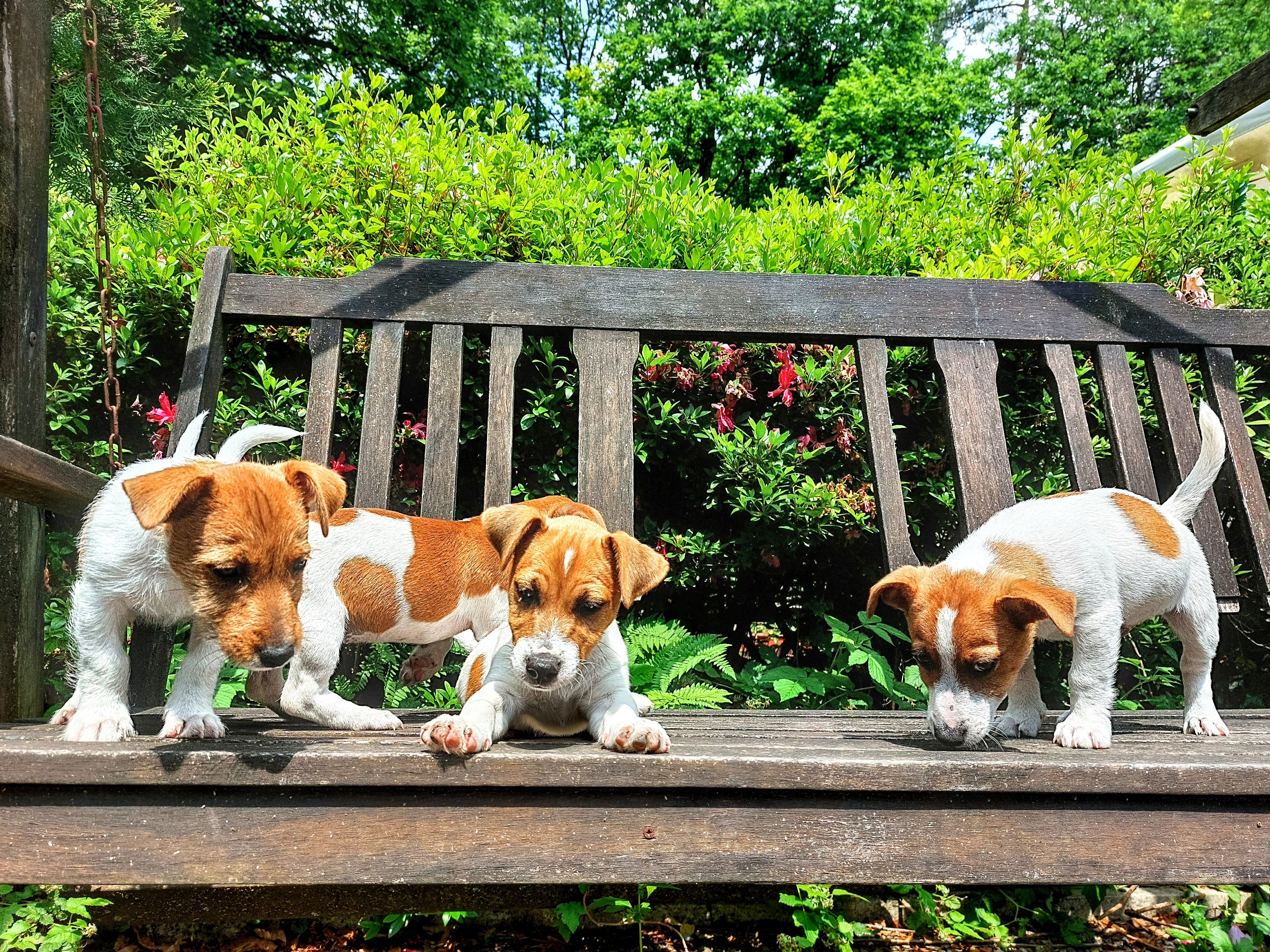 JACK RUSSELL TERRIER CUCCIOLI