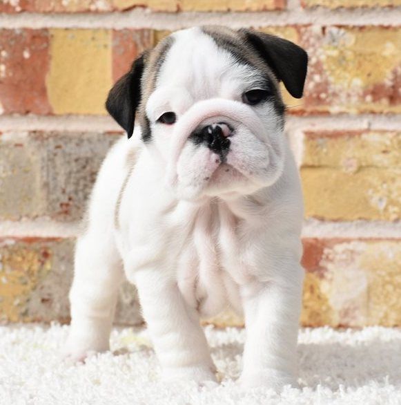 ADORABILI CUCCIOLI DI BULLDOG INGLESE