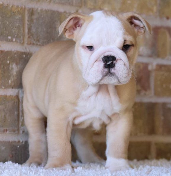 ADORABILI CUCCIOLI DI BULLDOG INGLESE