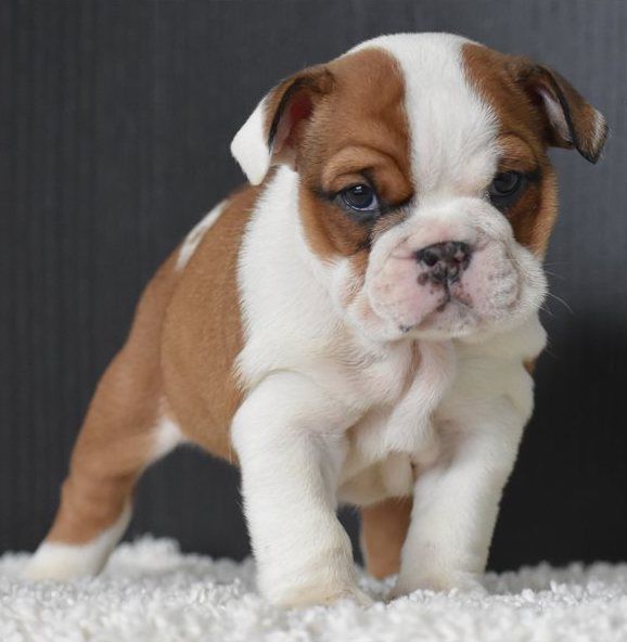 ADORABILI CUCCIOLI DI BULLDOG INGLESE