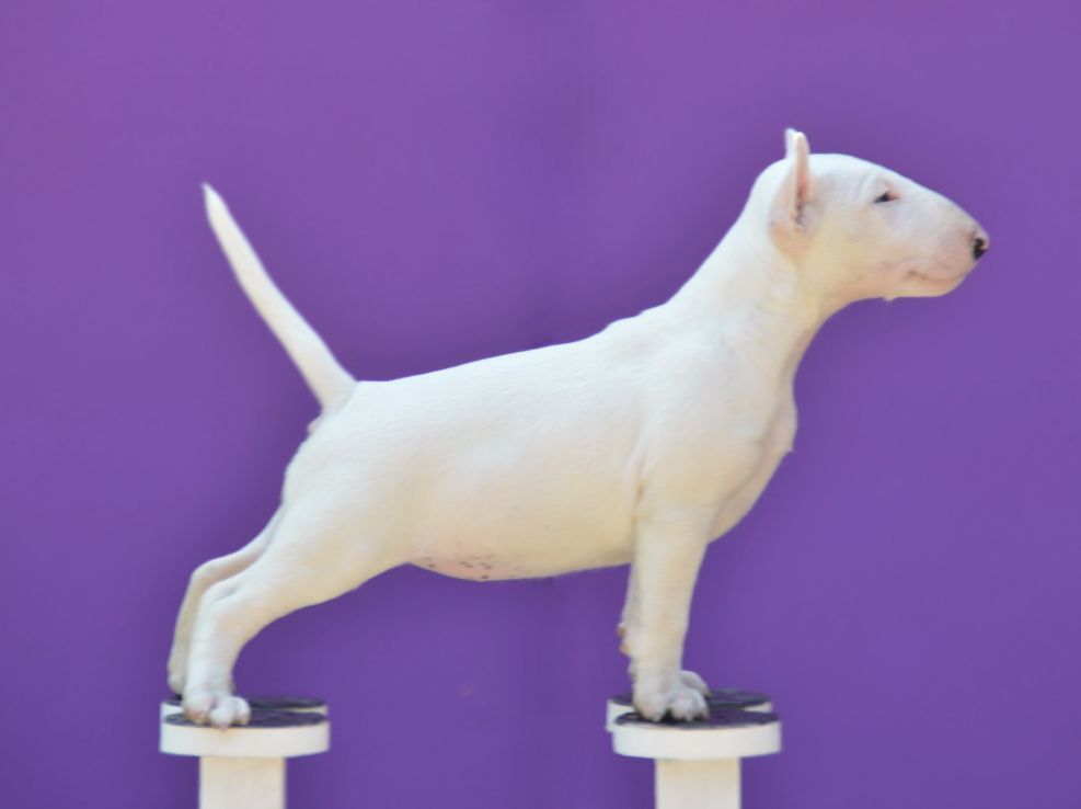 Bull terrier cuccioli