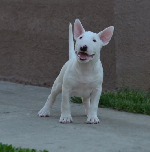 Bull terrier cuccioli