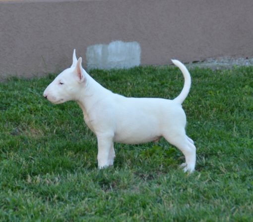 Bull terrier cuccioli
