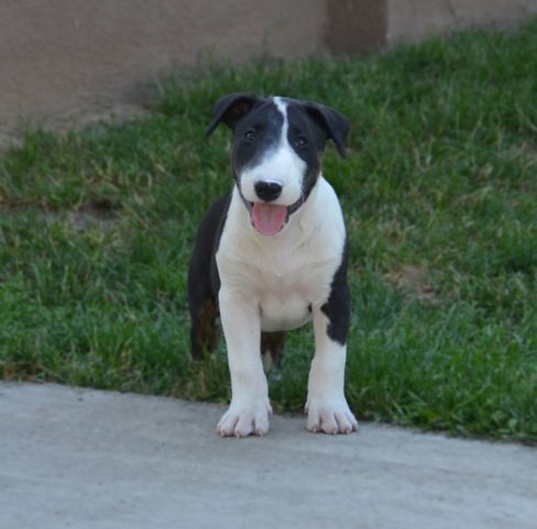 Bull terrier cuccioli