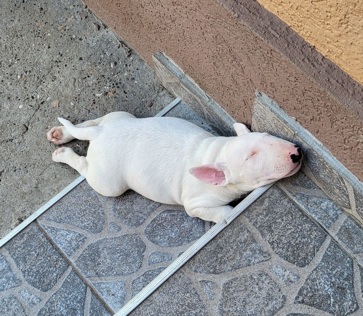 Bull terrier cuccioli