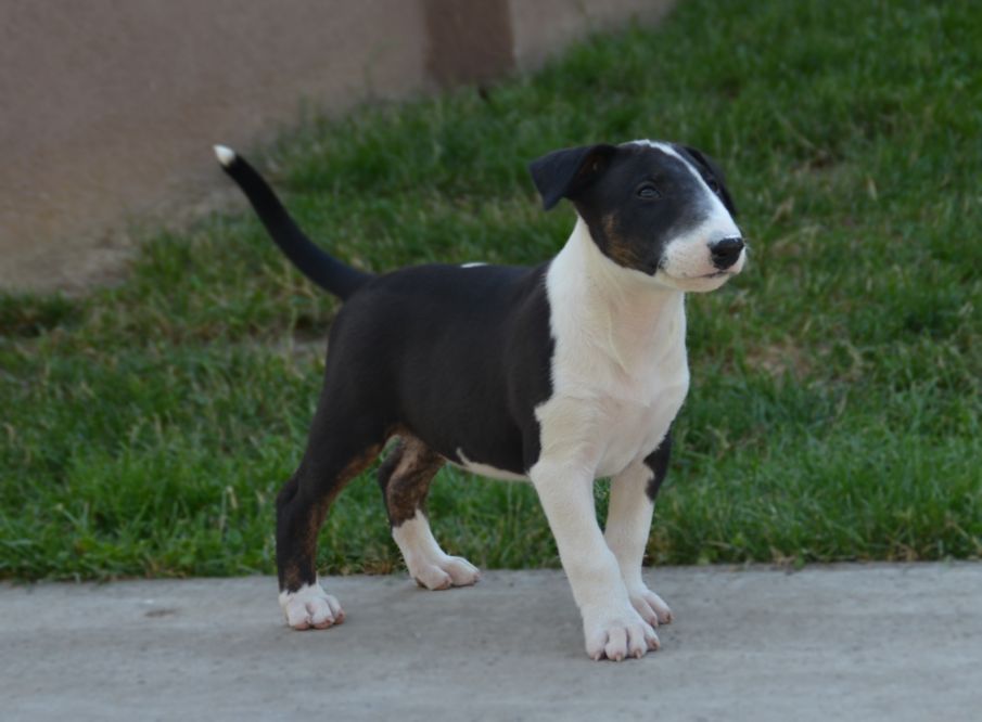 Bull terrier cuccioli