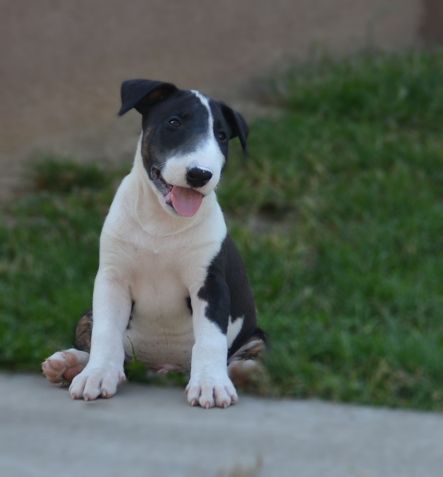 Bull terrier cuccioli