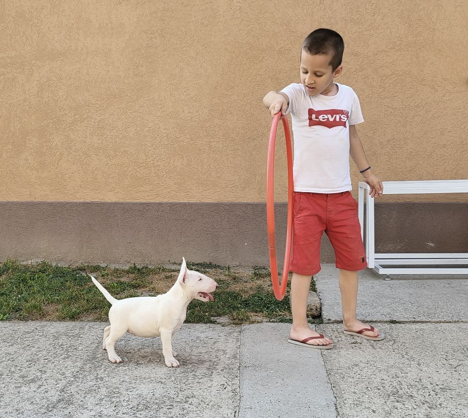 Bull terrier cuccioli