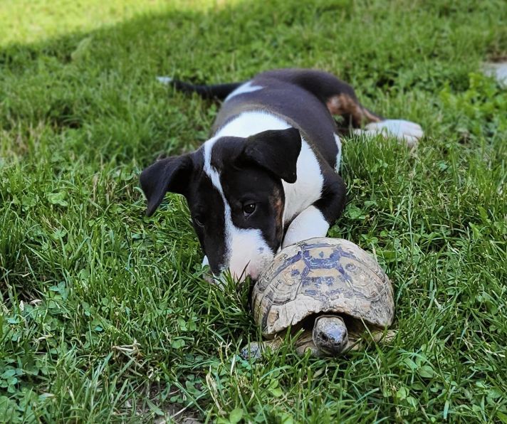 Bull terrier cuccioli