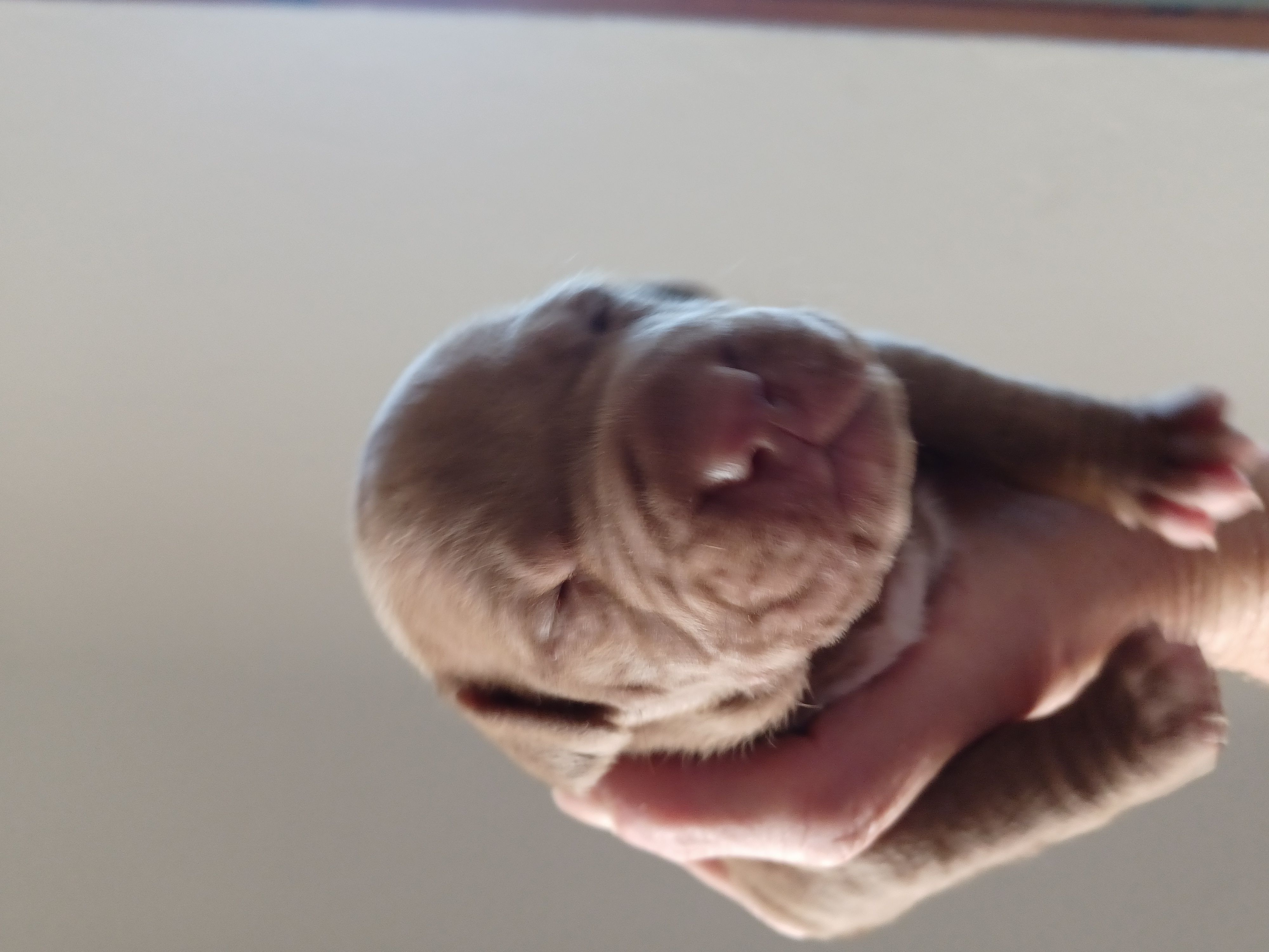 APBT 