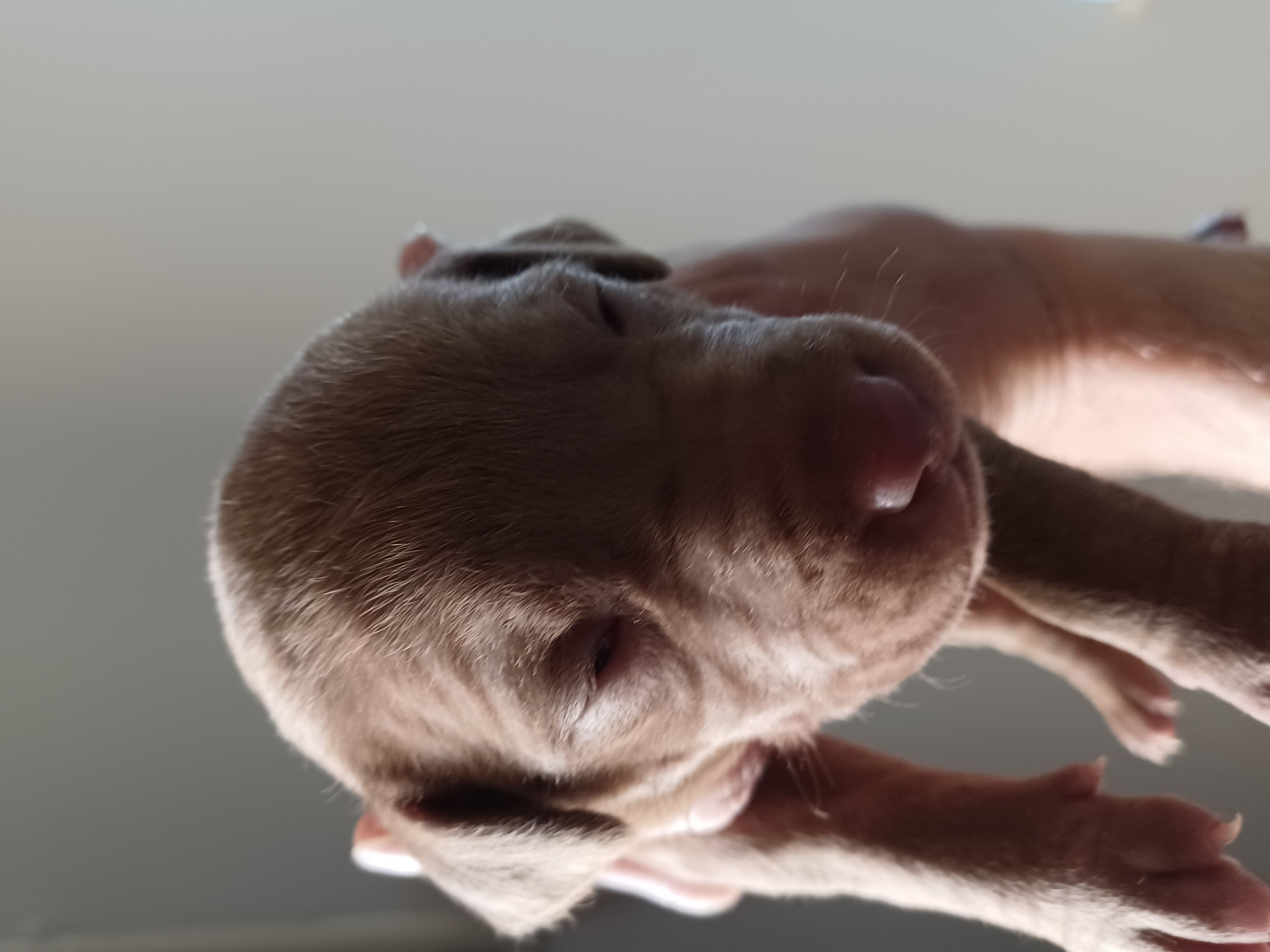 APBT 