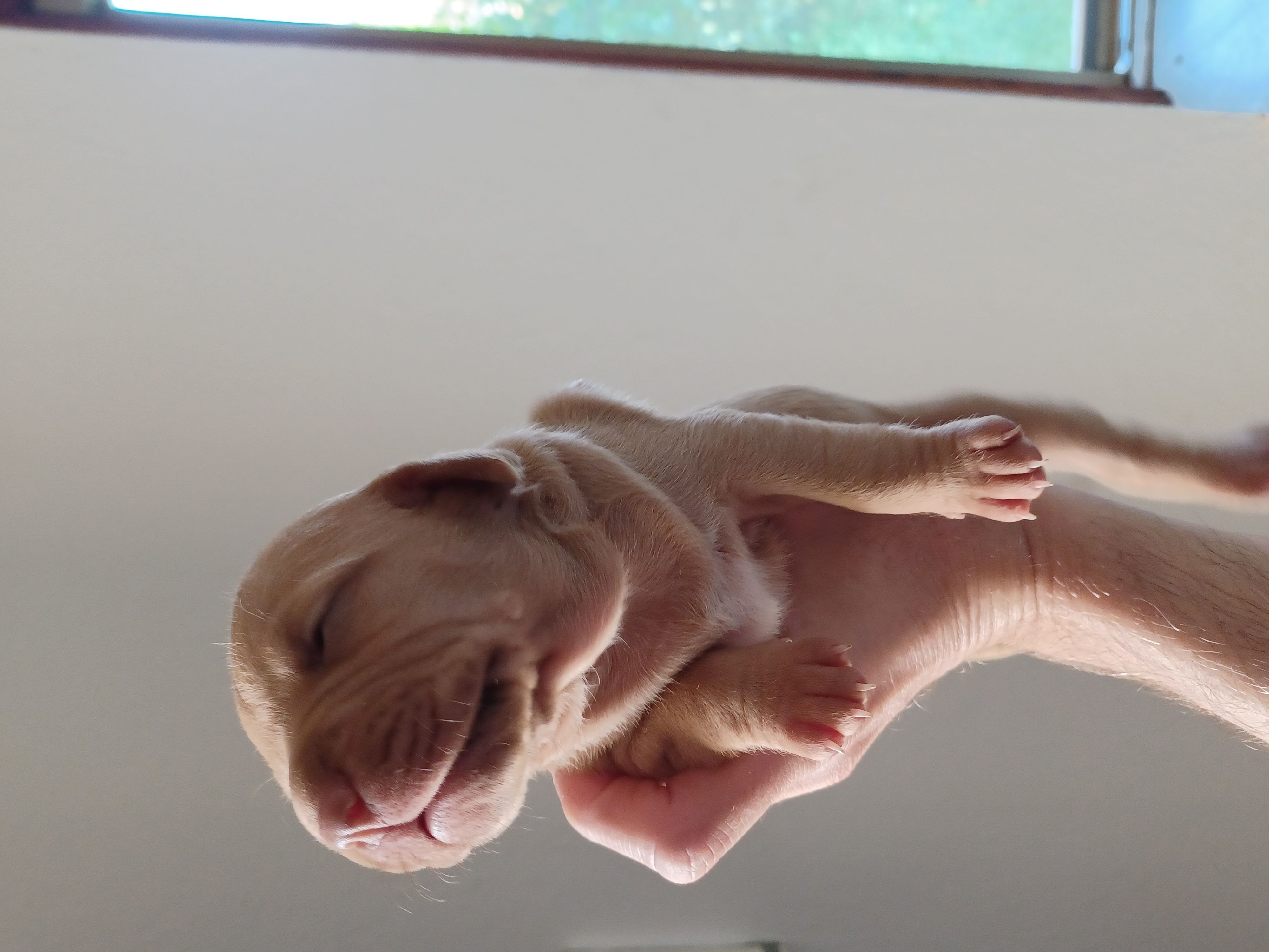 APBT 