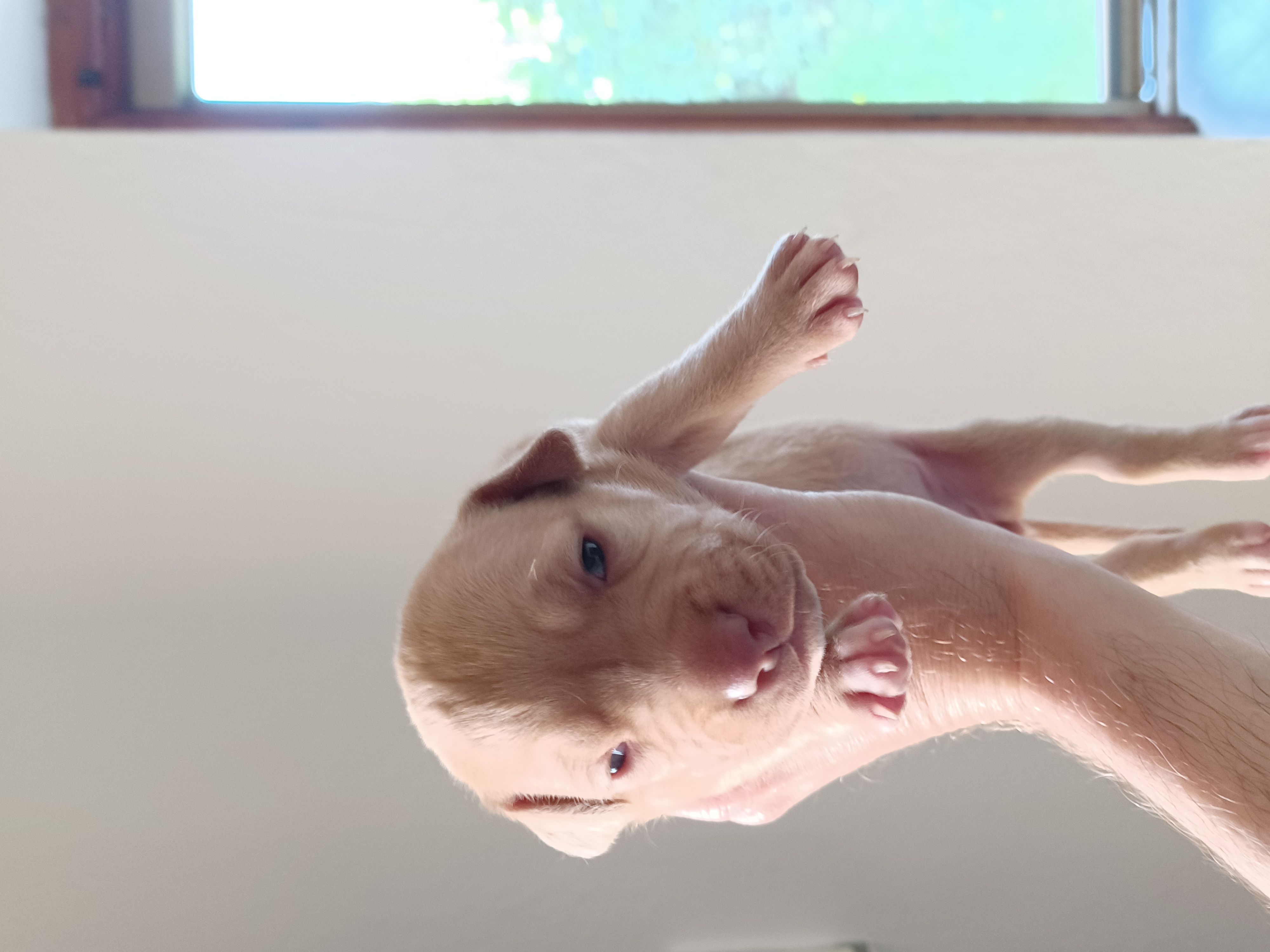 APBT 