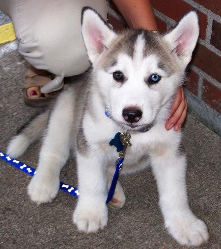 Cuccioli di Siberian Husky pronti... 