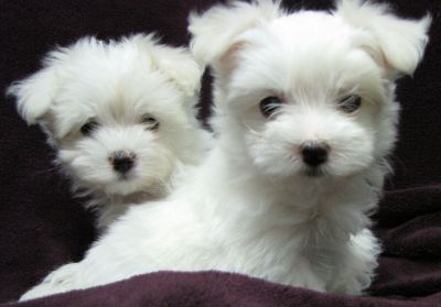 CUCCIOLI DI MALTESE MINI TOY