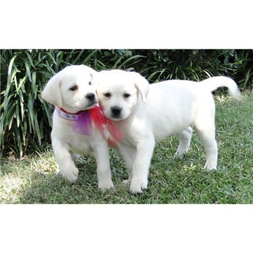  CUCCIOLI DI LABRADOR...