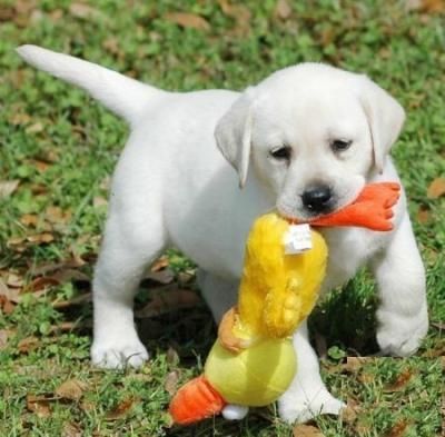 CUCCIOLI DI LABRADOR...