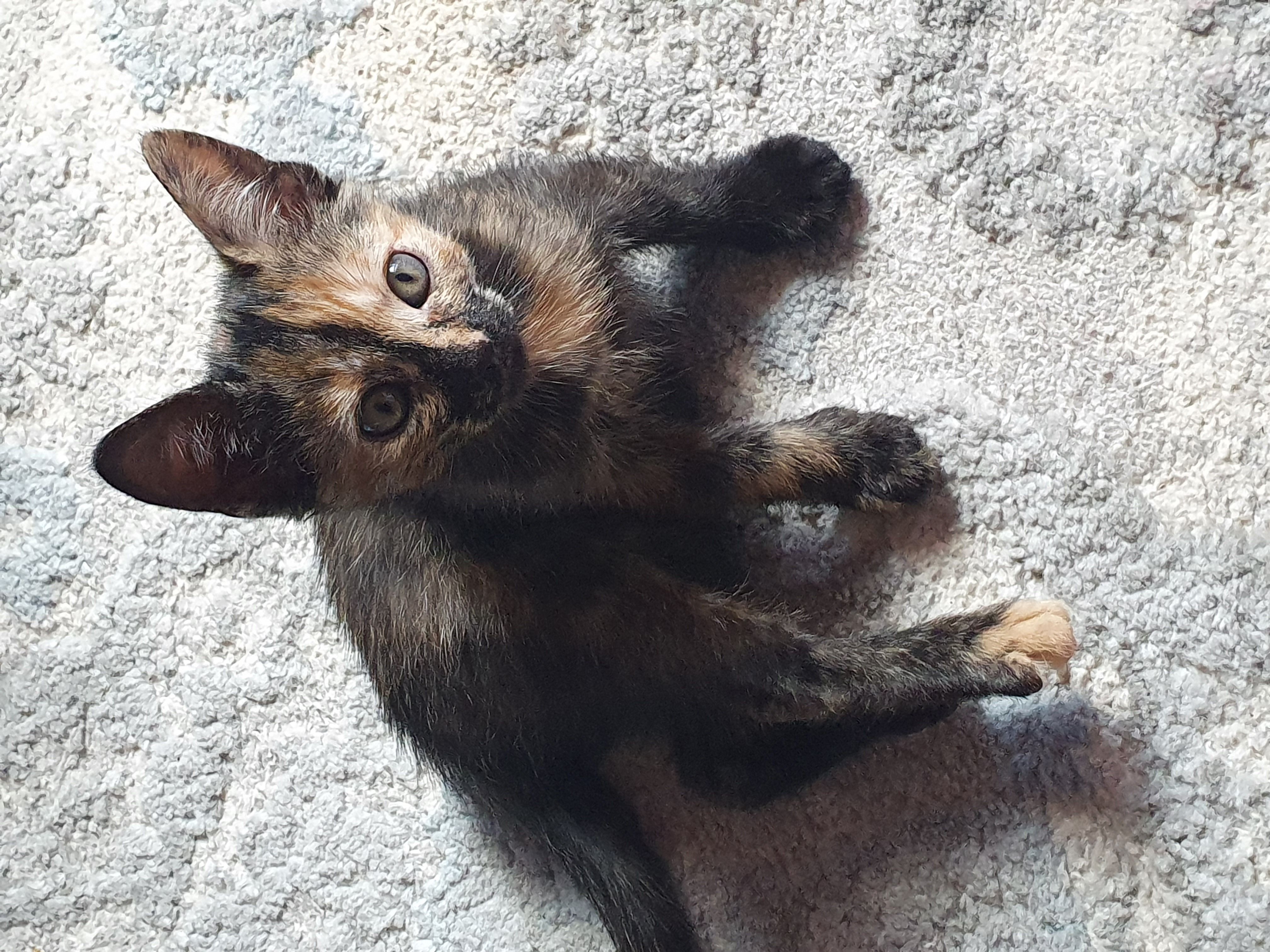 Ŕegalo bellissimi gattini 2 mesi, maschi e femmina