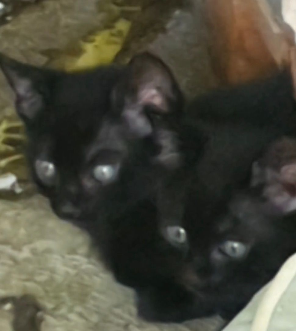 Ŕegalo bellissimi gattini 2 mesi, maschi e femmina
