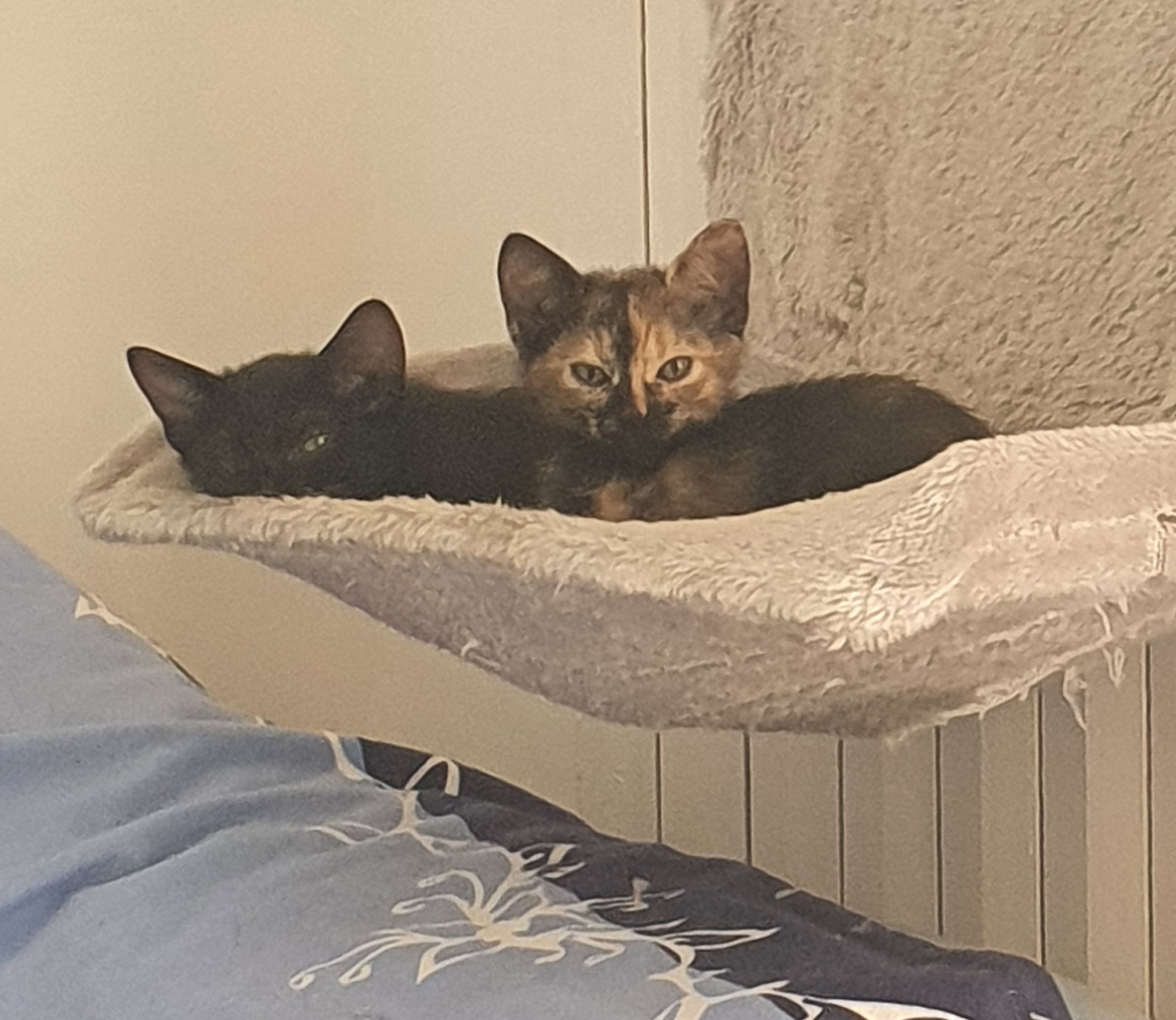 Ŕegalo bellissimi gattini 2 mesi, maschi e femmina
