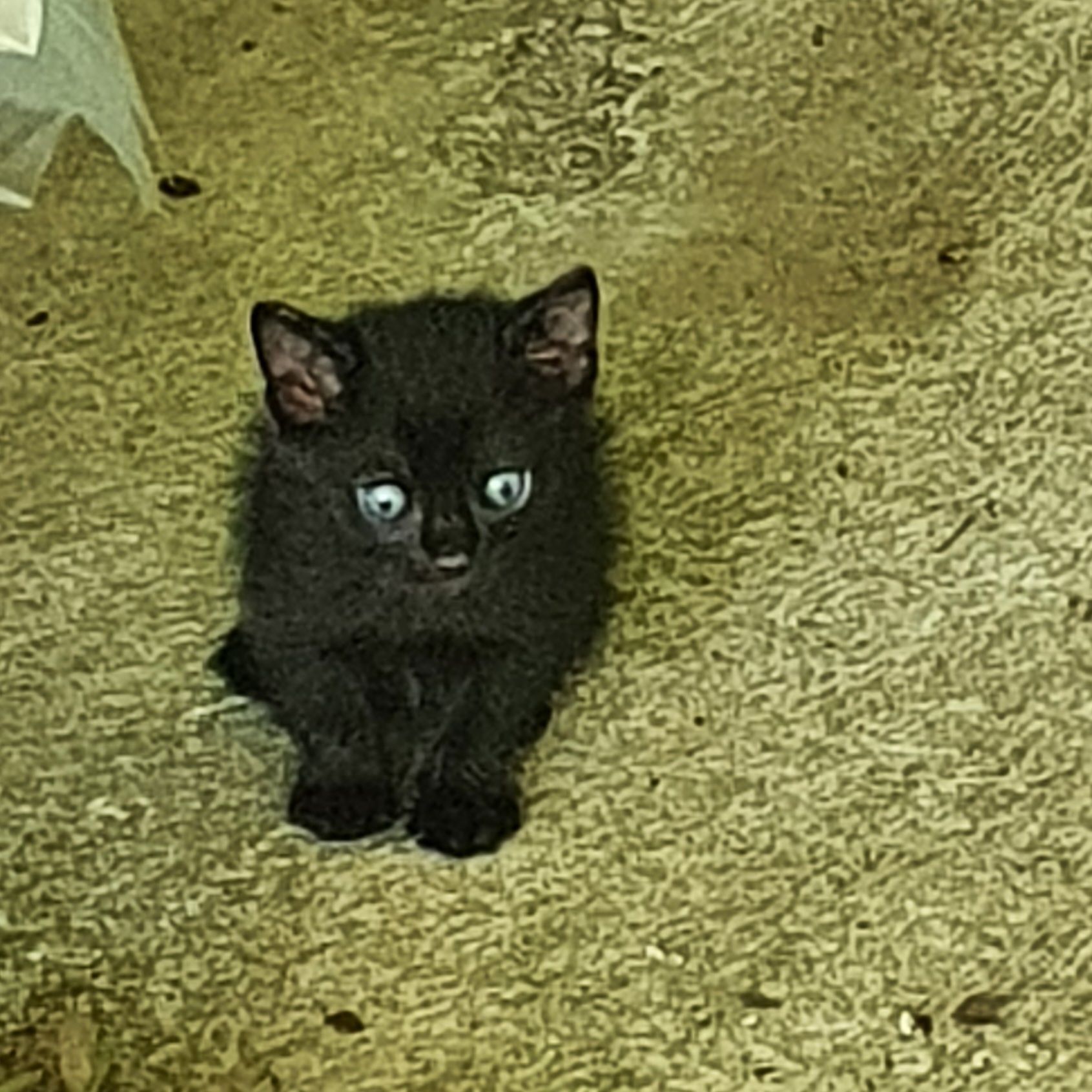 Ŕegalo bellissimi gattini 2 mesi, maschi e femmina