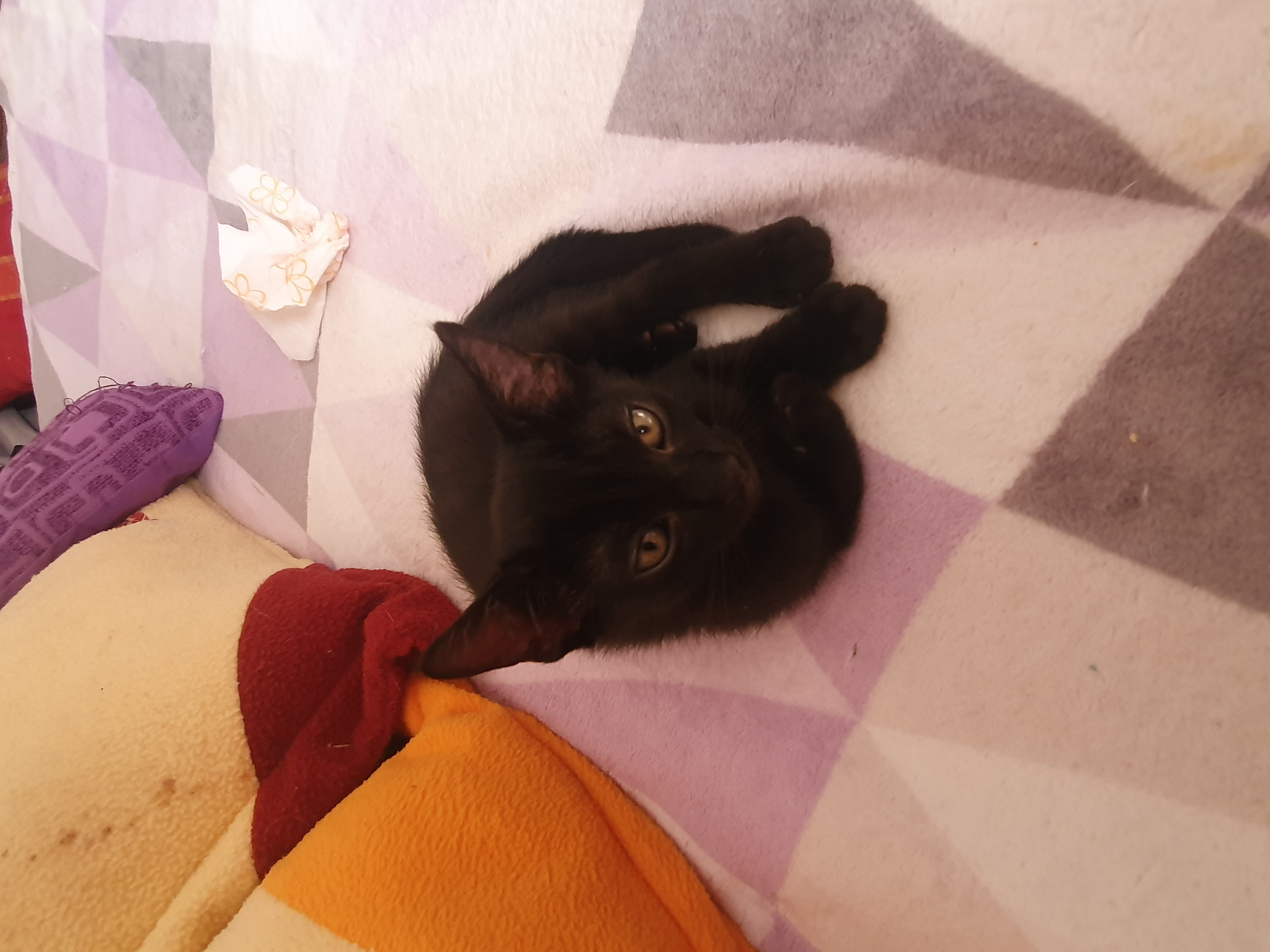 Regalo bellissimi gattini di 2 mesi