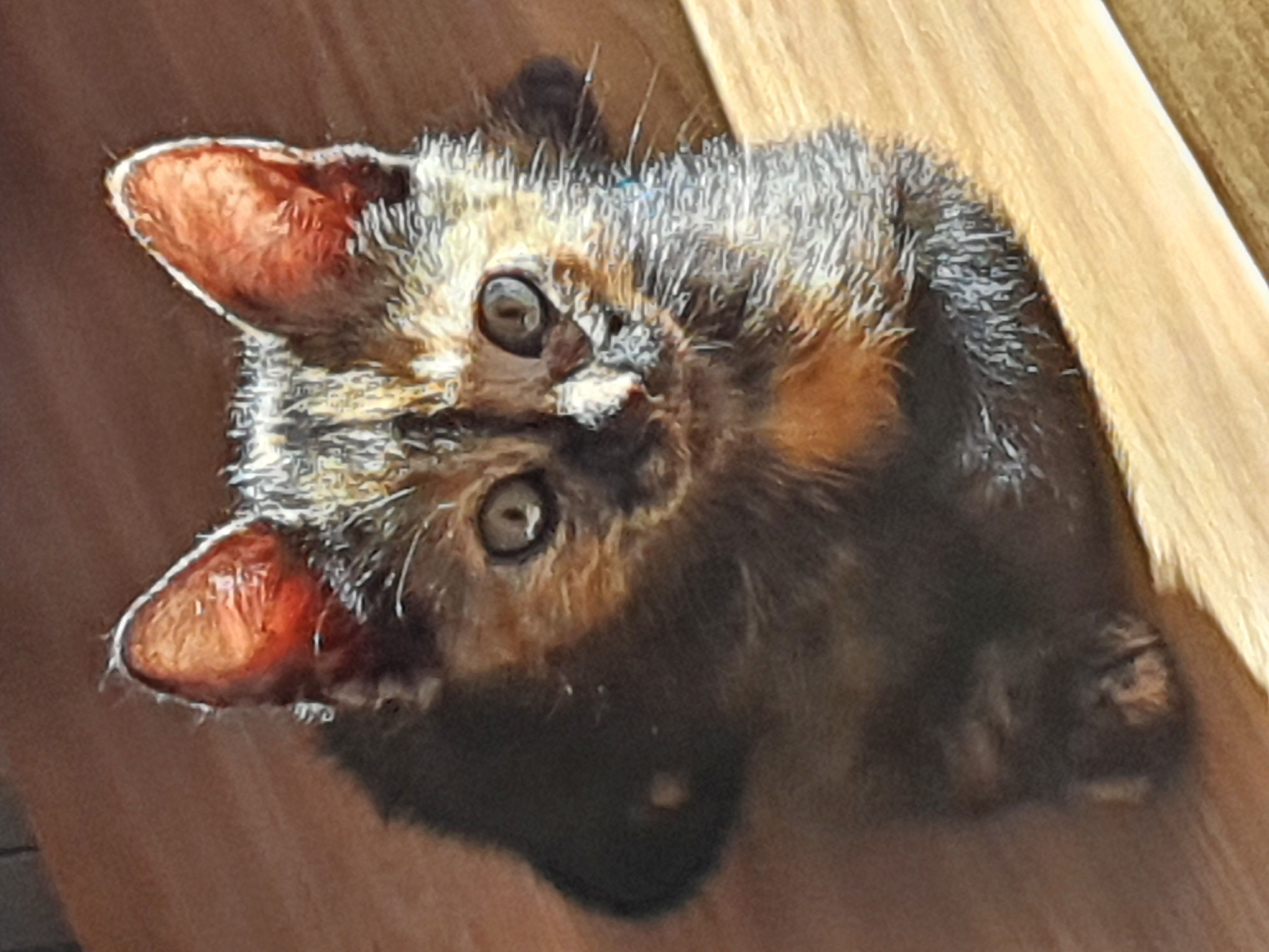 Regalo bellissimi gattini di 2 mesi