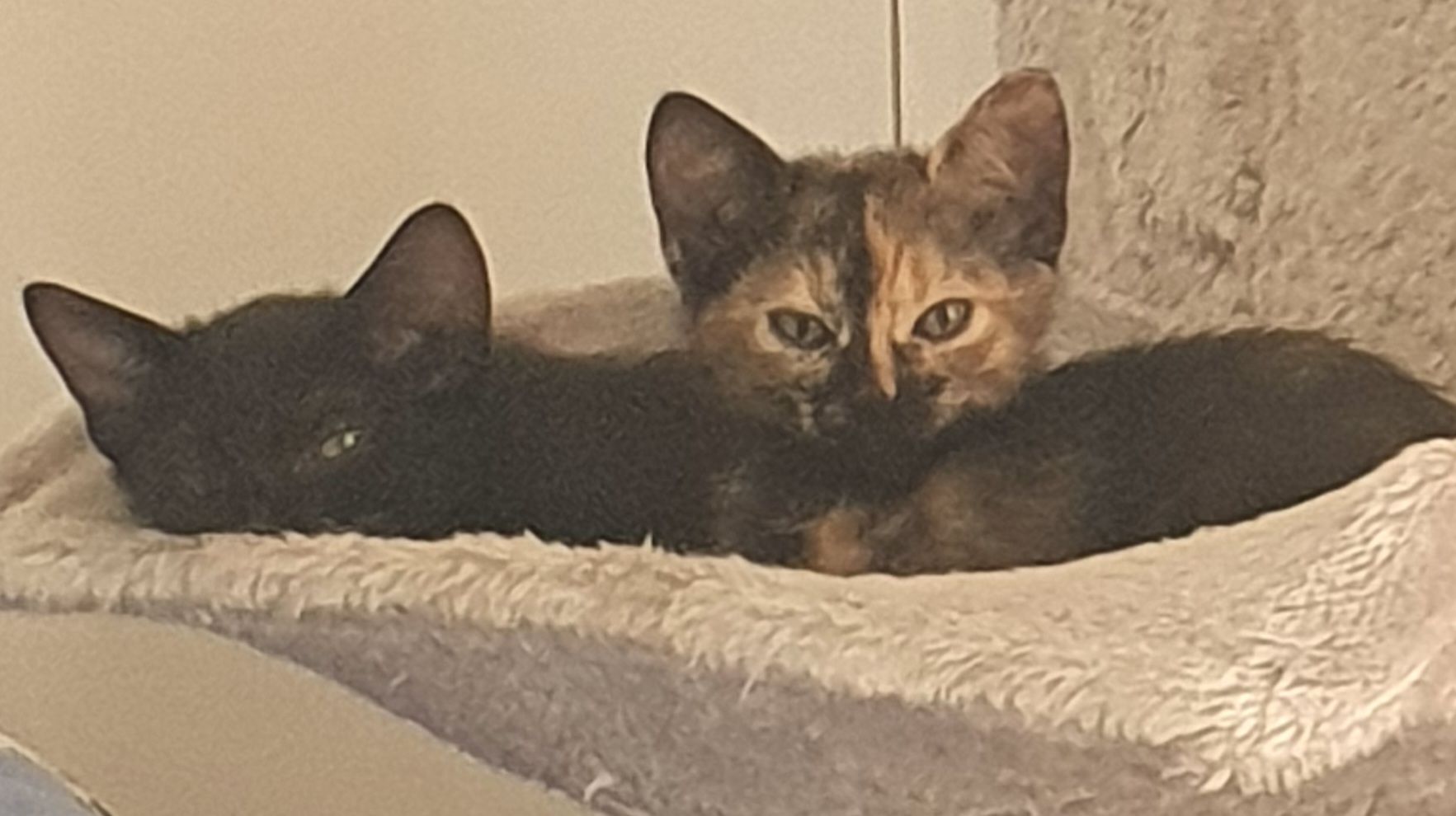 Regalo bellissimi gattini di 2 mesi