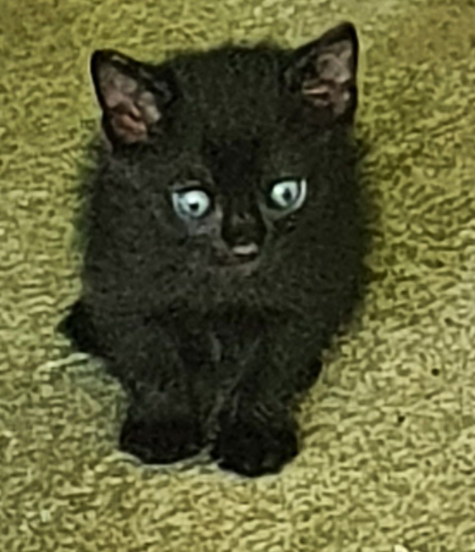 Regalo bellissimi gattini di 2 mesi