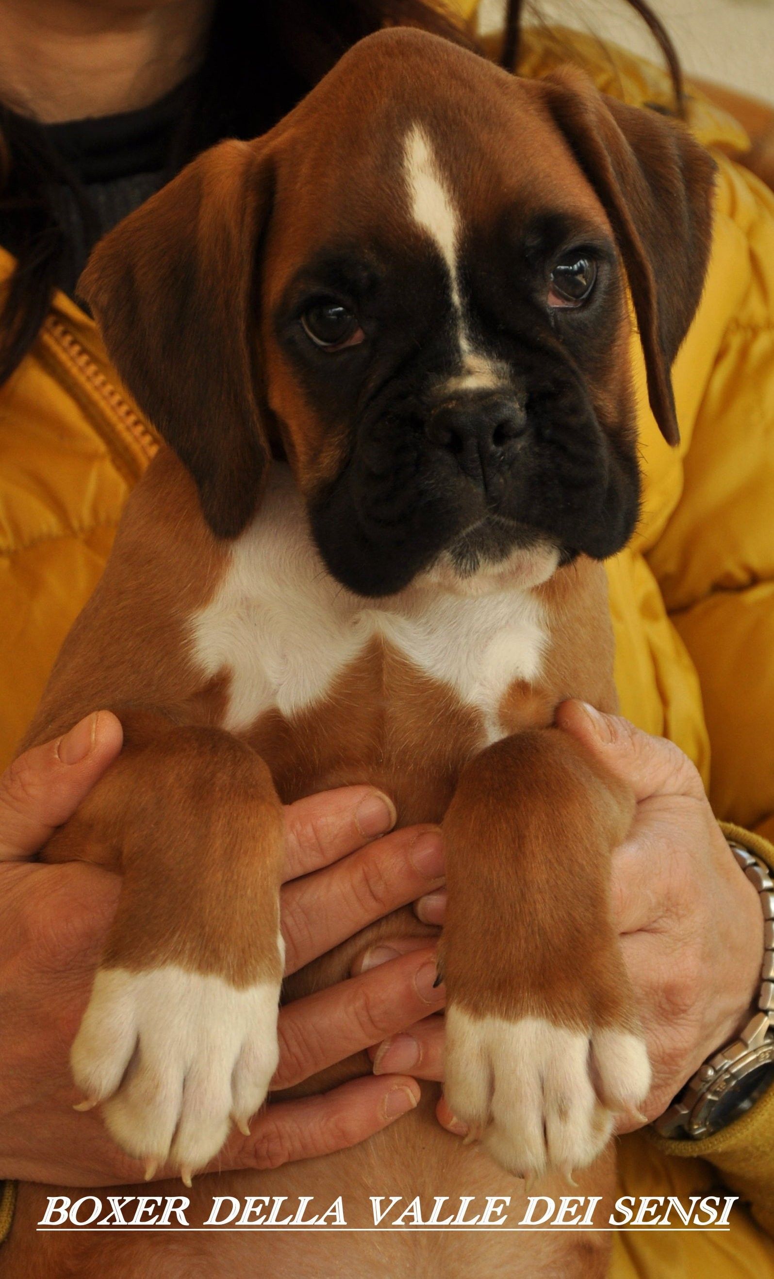 BOXER CUCCIOLI E CUCCIOLONI VENDO A VICENZA-ALLEVA