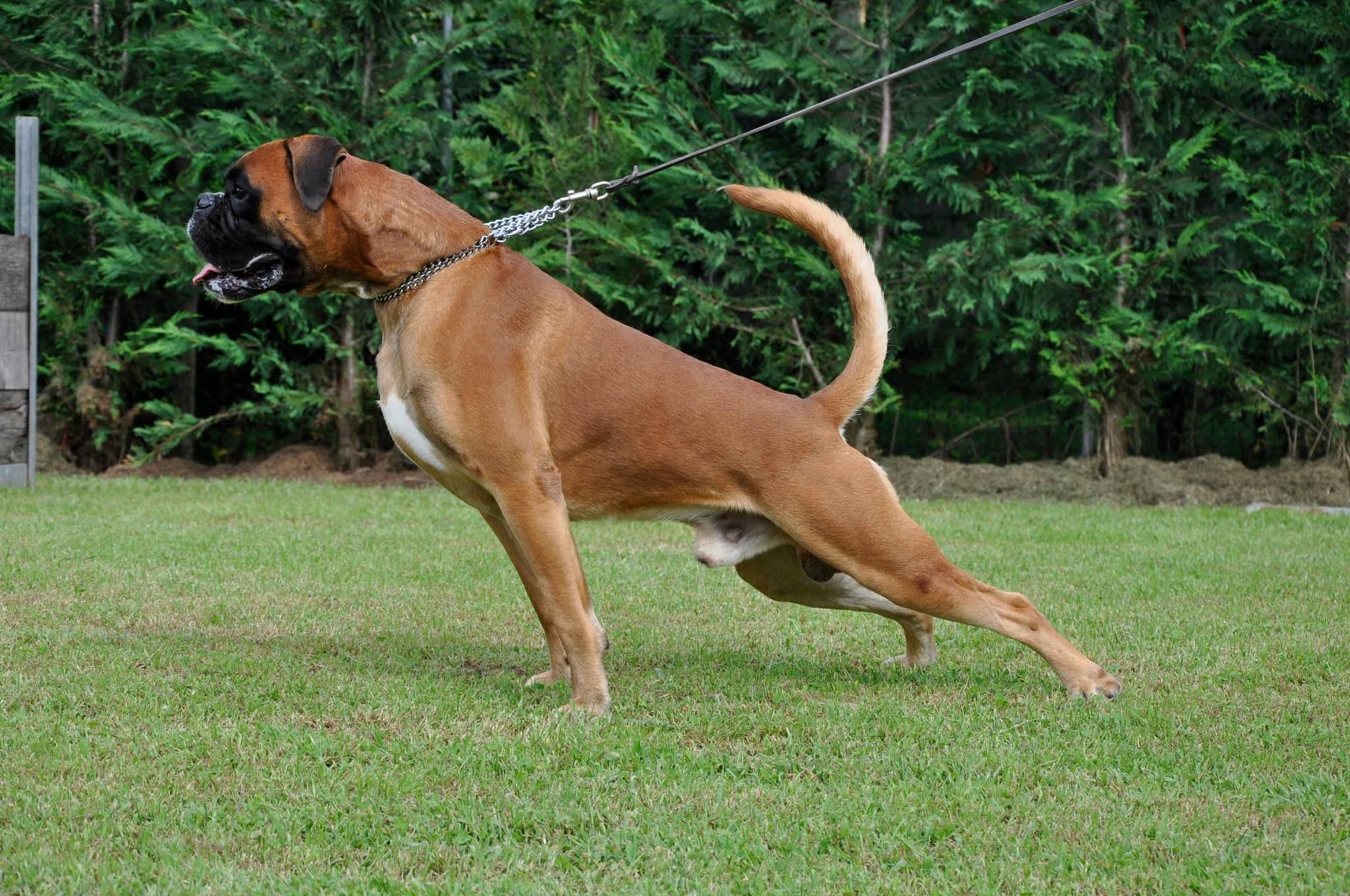 BOXER CUCCIOLI E CUCCIOLONI VENDO A VICENZA-ALLEVA