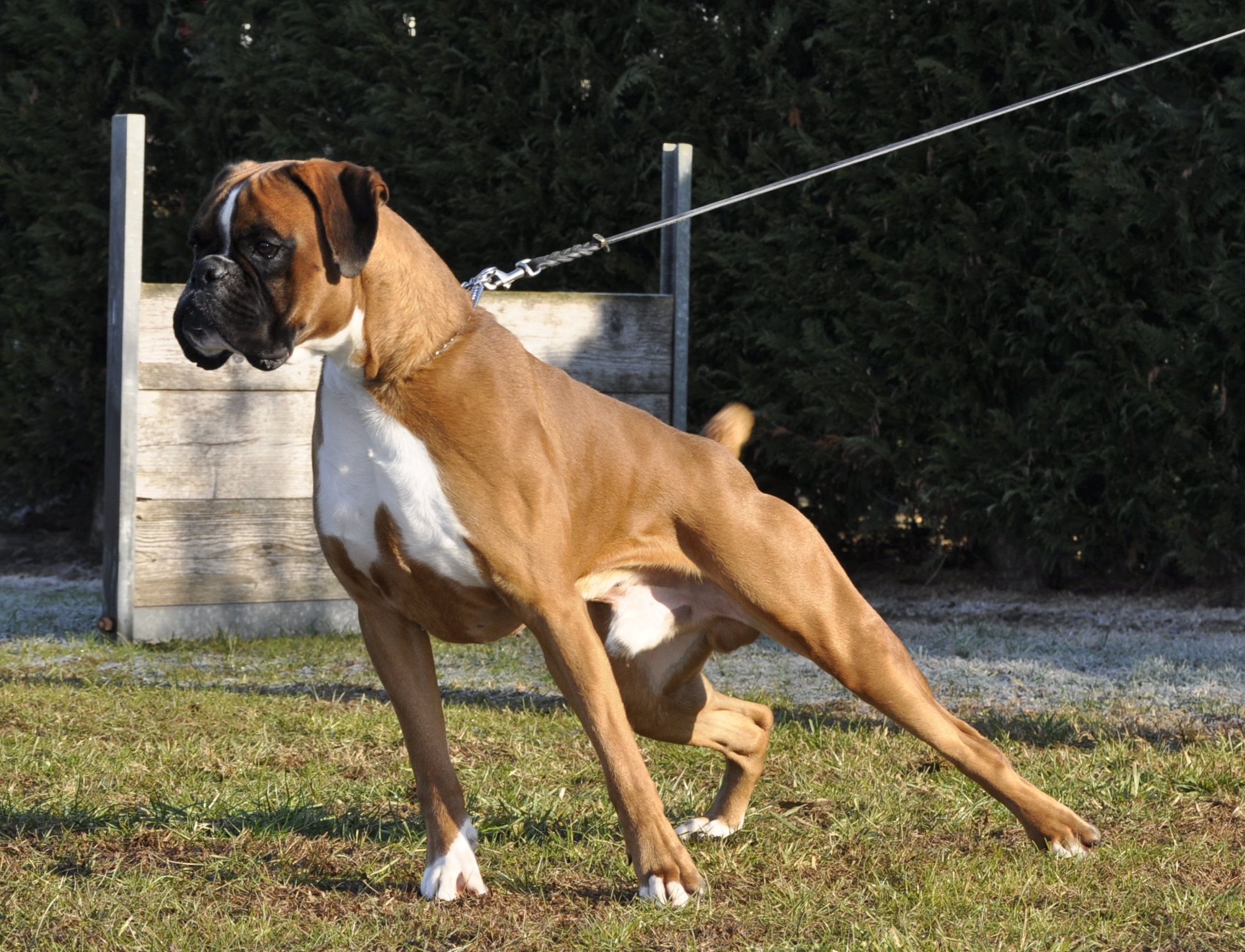 BOXER CUCCIOLI E CUCCIOLONI VENDO A VICENZA-ALLEVA