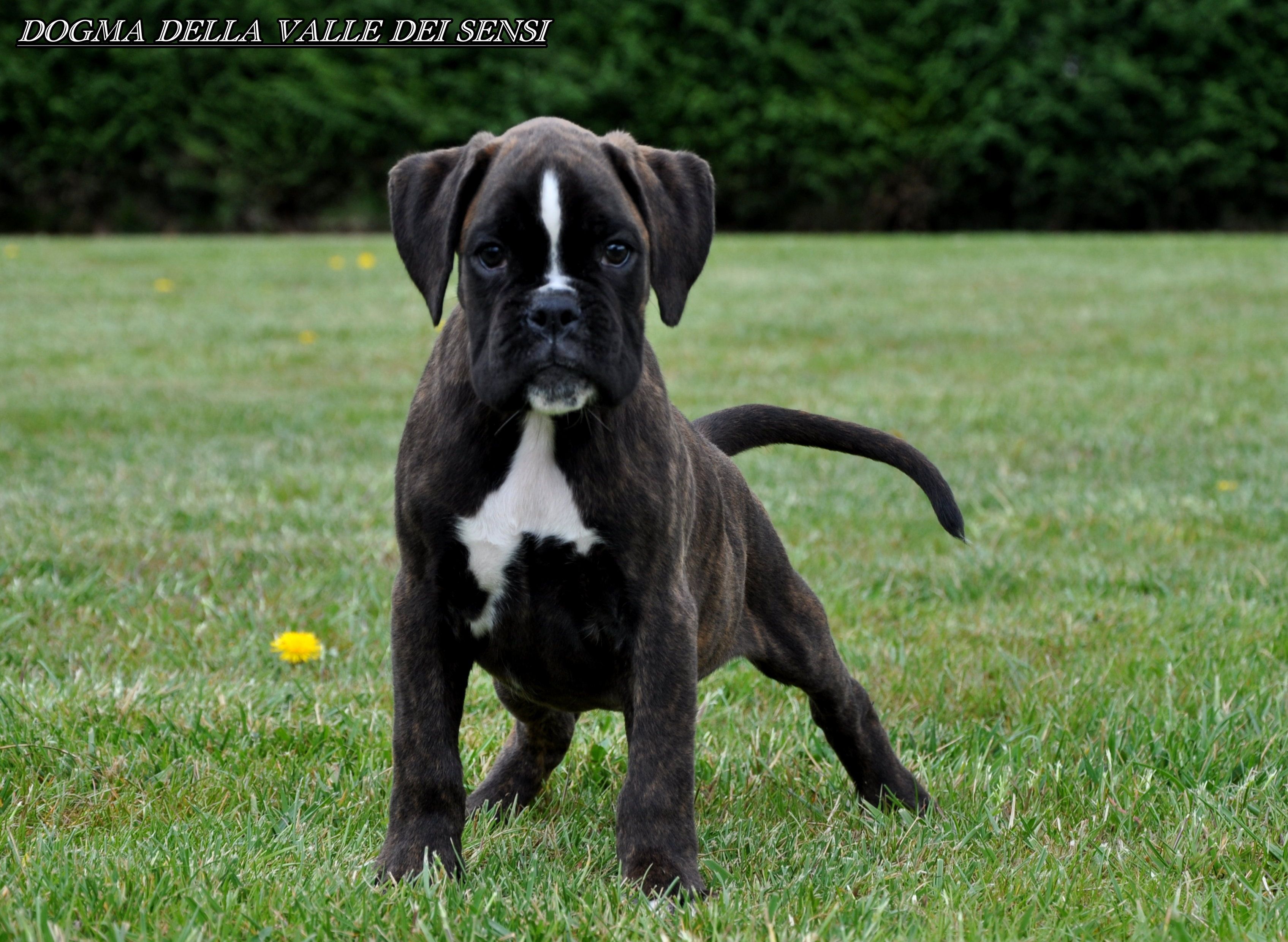 BOXER CUCCIOLI E CUCCIOLONI VENDO A VICENZA-ALLEVA