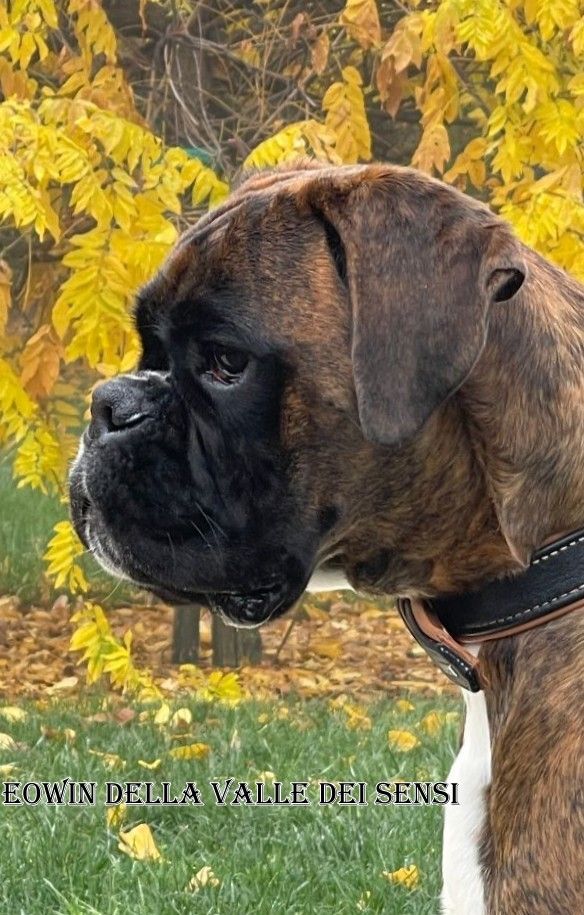 BOXER CUCCIOLI E CUCCIOLONI VENDO A VICENZA-ALLEVA