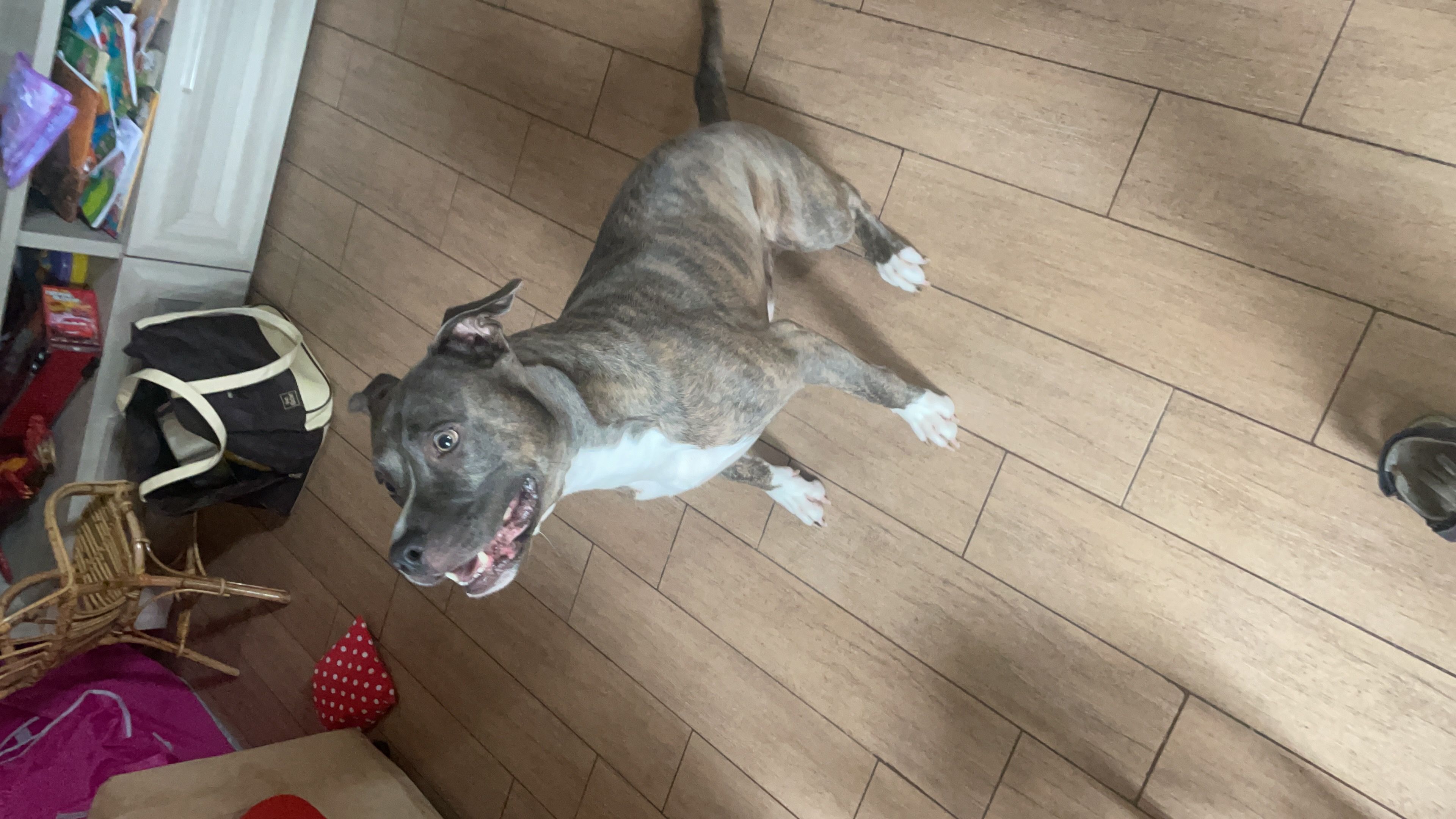 Pitbul blu nous ossatura grande 
