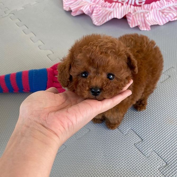 Bellissimi cuccioli di barboncini giocattolo rossi
