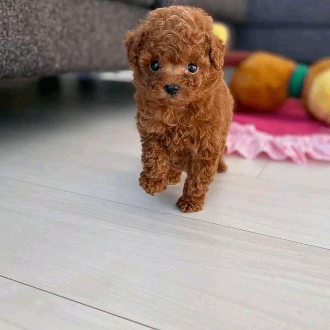 Bellissimi cuccioli di barboncini giocattolo rossi