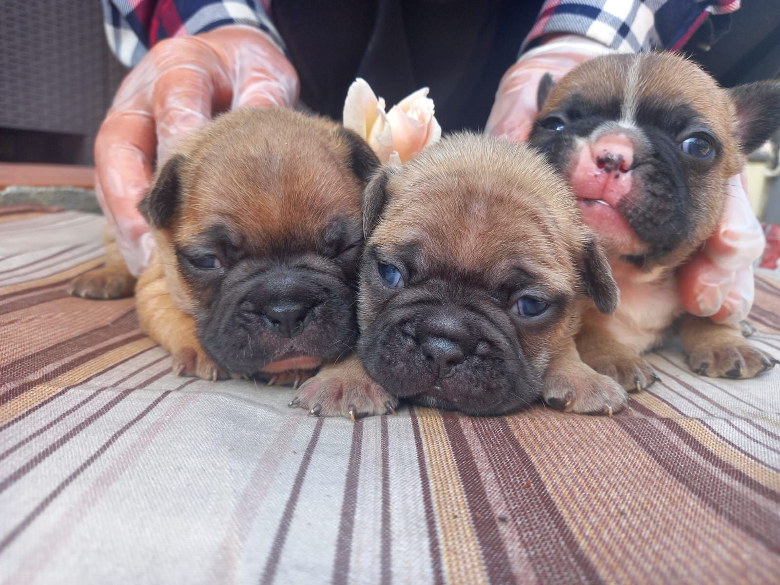 bulldog francesi 