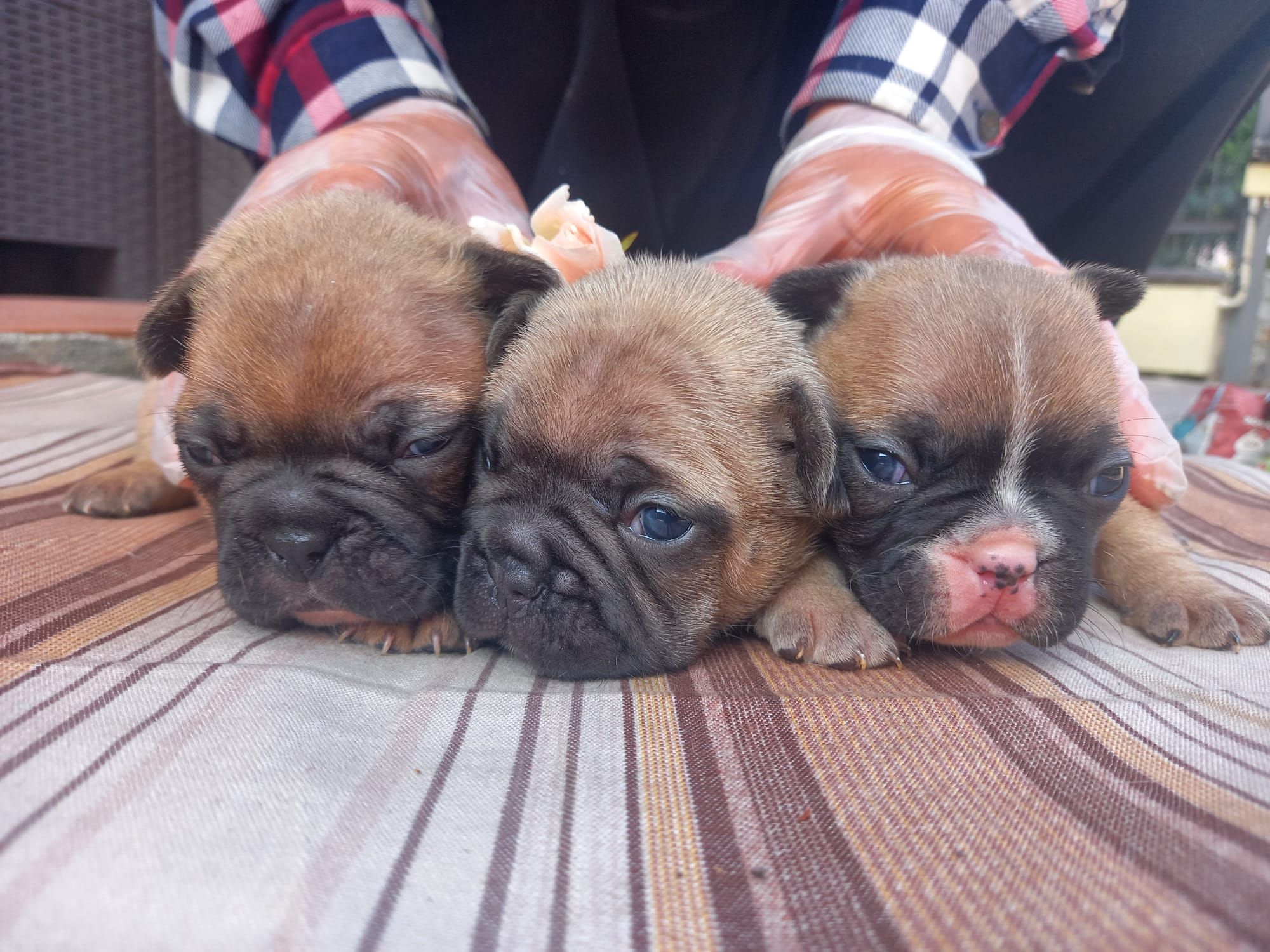 bulldog francesi 