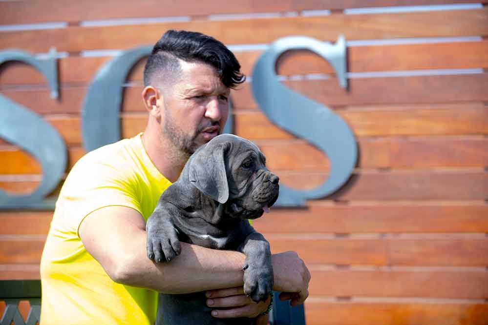 Fantastici cuccioli di cane corso per natale