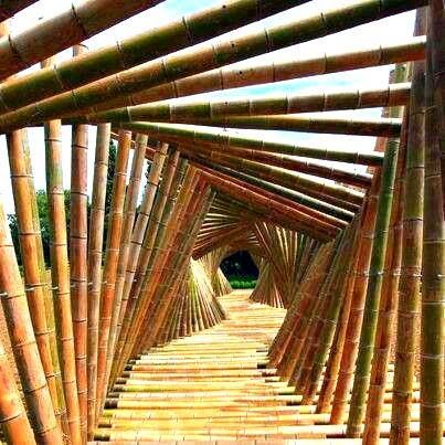 Vendo canne di bambù bambu con diametro da 1 a 10 